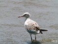 /album/photogallery/slender-billed-gull-immature-at-tanji-jpg/